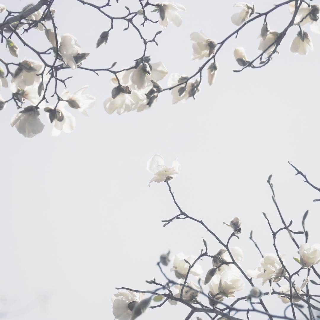 naorinmoonさんのインスタグラム写真 - (naorinmoonInstagram)「すきな花 辛夷かな、木蓮かな . . . . . . . #ig_hokkaido #nature_brilliance #naturelover_gr #natures_hub #instagramjapan #indies_gram #huntgramjapan #igersjp #tv_simplicity #tv_allnature #reco_ig #ifyouleave #beautifulmoments #moody_nature #minimalmood #minimal_perfection #mindtheminimal #ournaturedays #ig_eternity #vsconature #flowerstagram #floweroftheday」4月21日 15時49分 - naorinmoon