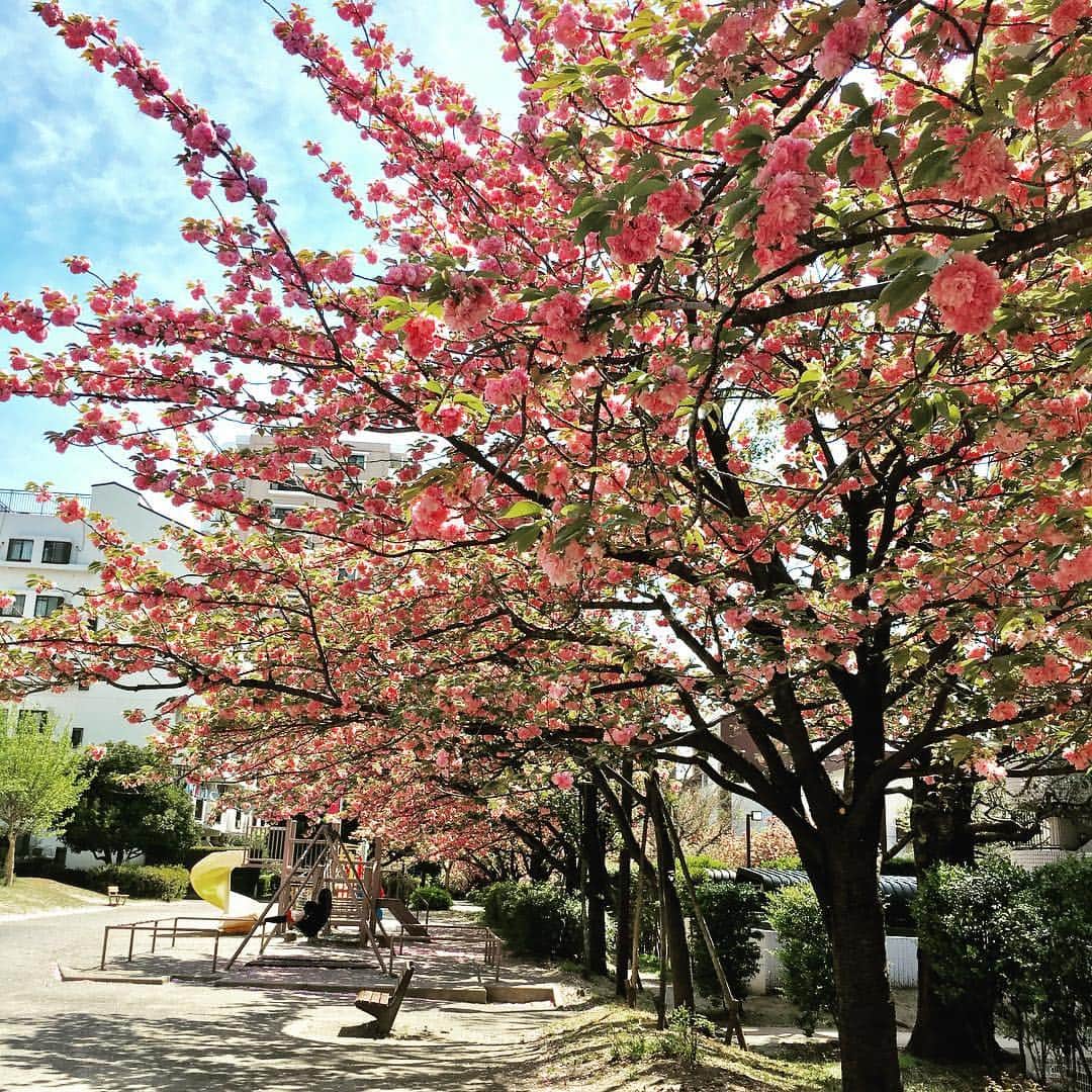 高岡早紀 さんのインスタグラム写真 - (高岡早紀 Instagram)「まだまだ咲いてるね。 ずっと向こうまで続いてるよ。。 #さくら #穏やかな場所 #なんていう桜かな？」4月21日 15時50分 - saki_takaoka