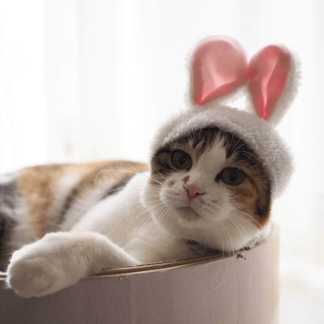 茶乃さんのインスタグラム写真 - (茶乃Instagram)「2019/04/21 Happy easter 🐰 うちのうさぎはよく動くから撮影が大変💦 * キナちゃん、お誕生日おめでとう😆💕 #キナちゃんhappy8thbirthday2019 * #イースター #イースターバニー #easter #easterbunny #chanonno #cat #catstagram #catsofinstagram #instacat #calico #petstagram  #weeklyfluff #excellent_cats #bestmeow #cat_features #猫 #三毛猫 #ふわもこ部 #ブヒブヒ倶楽部・#あご肉部 マネージャー #IGersJP #eclatcat #ペコねこ部 #スタペグラム #猫びよりプラス #nyancon01 #バリバリつめとぎポール #美ニャン祭」4月21日 16時25分 - chanoiro