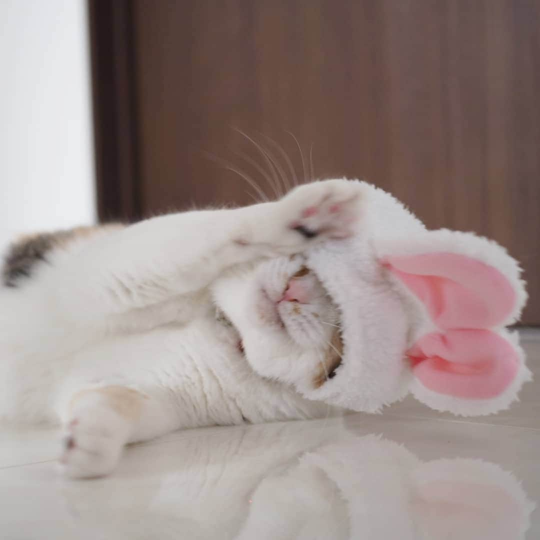 茶乃さんのインスタグラム写真 - (茶乃Instagram)「2019/04/21 Happy easter 🐰 うちのうさぎはよく動くから撮影が大変💦 * キナちゃん、お誕生日おめでとう😆💕 #キナちゃんhappy8thbirthday2019 * #イースター #イースターバニー #easter #easterbunny #chanonno #cat #catstagram #catsofinstagram #instacat #calico #petstagram  #weeklyfluff #excellent_cats #bestmeow #cat_features #猫 #三毛猫 #ふわもこ部 #ブヒブヒ倶楽部・#あご肉部 マネージャー #IGersJP #eclatcat #ペコねこ部 #スタペグラム #猫びよりプラス #nyancon01 #バリバリつめとぎポール #美ニャン祭」4月21日 16時25分 - chanoiro