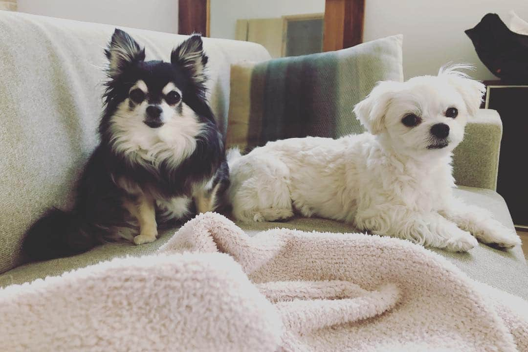 小野真弓さんのインスタグラム写真 - (小野真弓Instagram)「なんだか久しぶりにゆったり過ごせてます🐶🐶充電時間も大事ですね🔋✨ ハスキーボイス、そろそろ卒業したい。。 #チワワ#ハナちゃん #チワマル#ハルくん #いぬすたぐらむ #いぬばか部 #chihuahua #maltese #mixdog #dogstagram #doglover」4月21日 16時44分 - hanaharuaroi