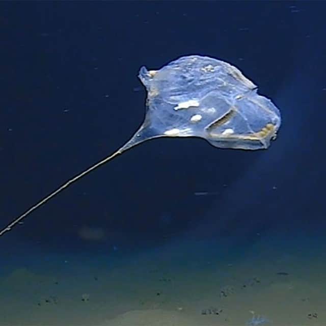 CNNさんのインスタグラム写真 - (CNNInstagram)「This jellyfish-like creature has been spotted in the Indian Ocean, potentially for the first time. Diver Victor Vescovo was on a trip to the bottom of the Java Trench — believed to be the deepest point in the Indian Ocean — and his team spotted what they think is a previously unseen species of jellyfish. They described it as an "extraordinary gelatinous animal.” "We came to a conclusion it's called a tunicate, which is a sea squirt,” says Alan Jamieson, the expedition's chief scientist. “This particular one is called, we think, an ascidian.” (📸: Courtesy Discovery/Five Deep Exploration)」4月21日 17時00分 - cnn