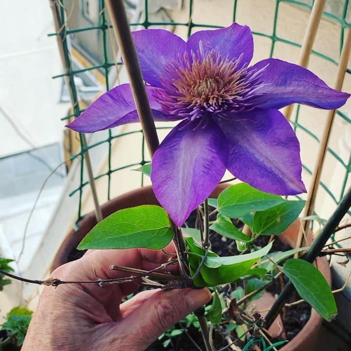 のインスタグラム：「The first “President” Clematis blooming on our terrace to wish everyone  an happy Easter Sunday #clematis #clematite #president #EasterSunday」