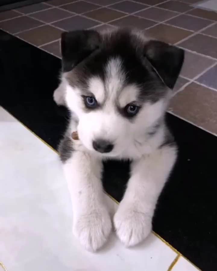 husky and malamuteのインスタグラム：「Then I grew up.🙃😉😍🥰 follow @alaskandaily （Twitter：alaskandaily）for more cute pic and video.😜 ……………………………………………………………… Each video was approved by the original author. But  don't have a Instagram account. We are first one post those video. So watermark credit @alaskandaily ……………………………………………………………… #alaskan#malamute#alaskanmalamute#alaskanhusky#malamutesofinstagram#puppylife#puppylove#puppydog#puppylover#dogdays#malamutepuppy#huskies#huskeypuppy#huskeiesreq#siberian#huskeiesofig#dogslife#dogsofnyc#cutedog#cutedogs#huskeypics#huskeylovers#huskygram#huskeylove#huskiesofinstagram#dogsofnyc#husky#狗」