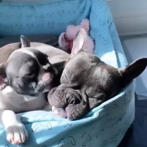 French Bulldogのインスタグラム