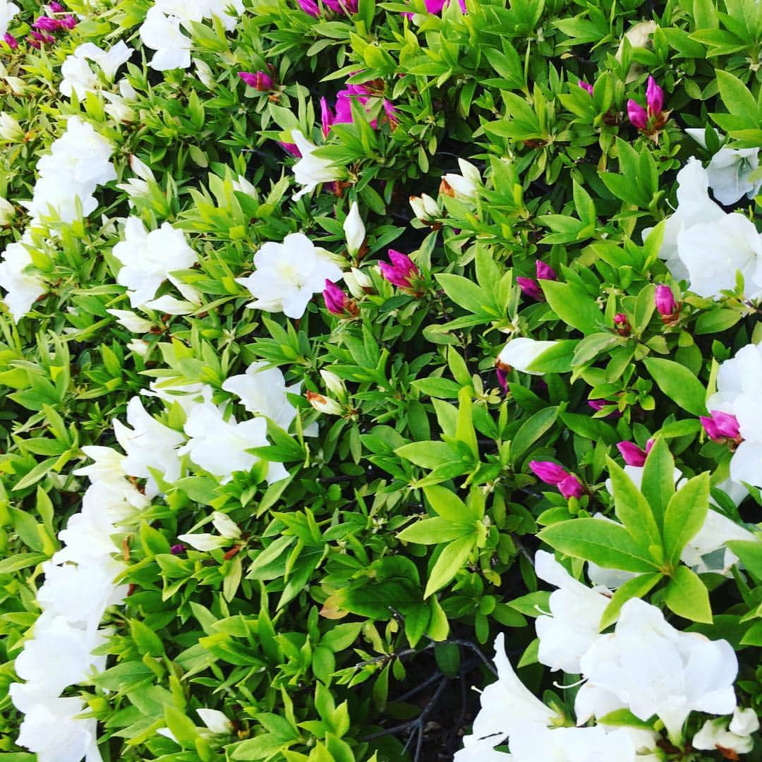 奥田恵梨華さんのインスタグラム写真 - (奥田恵梨華Instagram)「ハナミズキ、ジャスミン、など色々初夏の花が咲き始めましたがあえてこの写真を。#ツツジ」4月21日 17時36分 - erikaokuda_official