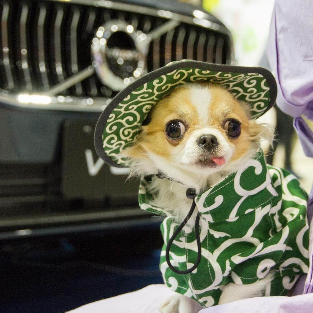 ちまさんのインスタグラム写真 - (ちまInstagram)「Let's go back home by this car🚙✨ ＊ これ、乗って帰ってもいいかしら🐶🐾？ ੯•́ ੇᎮ ੯•́ ੇᎮ ੯•́ ੇᎮ ੯•́ ੇᎮ ੯•́ ੇᎮ ੯•́ ੇᎮ #chima #ちま #チワワ #chihuahua #ชิวาวา #ふわもこ部 #PECOいぬ部 #sniffandbarkens #WeeklyFluff #cutepetclub #doggy_lovings #VOLVO #インターペット #internetpets #interpets2019 #東京ビッグサイト #tokyobigsight #KRK02」4月21日 18時34分 - chima.chihuahua