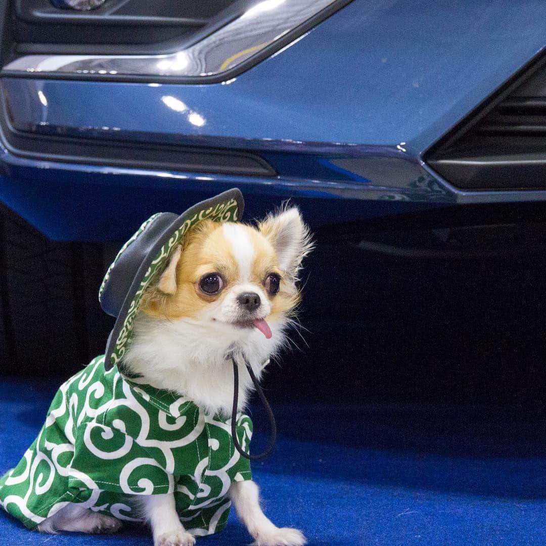 ちまさんのインスタグラム写真 - (ちまInstagram)「Let's go back home by this car🚙✨ ＊ これ、乗って帰ってもいいかしら🐶🐾？ ੯•́ ੇᎮ ੯•́ ੇᎮ ੯•́ ੇᎮ ੯•́ ੇᎮ ੯•́ ੇᎮ ੯•́ ੇᎮ #chima #ちま #チワワ #chihuahua #ชิวาวา #ふわもこ部 #PECOいぬ部 #sniffandbarkens #WeeklyFluff #cutepetclub #doggy_lovings #VOLVO #インターペット #internetpets #interpets2019 #東京ビッグサイト #tokyobigsight #KRK02」4月21日 18時34分 - chima.chihuahua