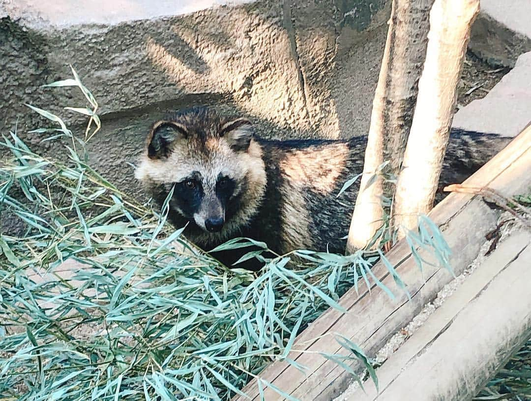 城恵理子さんのインスタグラム写真 - (城恵理子Instagram)「. . #天王寺動物園 #可愛い . . .」4月21日 18時32分 - eriko_jo1127