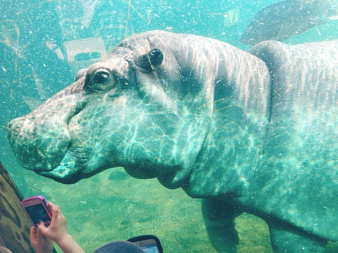 城恵理子さんのインスタグラム写真 - (城恵理子Instagram)「. . #天王寺動物園 #可愛い . . .」4月21日 18時32分 - eriko_jo1127