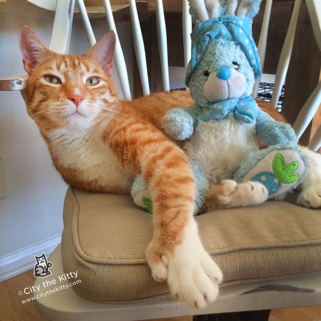 City the Kittyさんのインスタグラム写真 - (City the KittyInstagram)「Hey, I hope everyone’s having a great Easter! 🐾🐰 I’m kind of bummed because we’re having to work really hard today because the California Veterinary Medical Association (CVMA) is trying to stop the California Cat Protection bill that would ban declawing.  The vote is on Tuesday.  Please join us and help us end this barbaric cat cruelty. 🙏🏻🙏🏻🙏🏻 link to the story is on my bio. ⬅️ The only way cats will win over these lying veterinary associations that want this inhumane amputation procedure to stay legal for their declawing vets, is with massive public support for these Cat Protection Bills. 🙏🏻🙏🏻🙏🏻 #california #californian #cvma #stopdeclawing #goodoverevil #fightthegoodfight #catsofcalifornia」4月22日 5時23分 - citythekitty