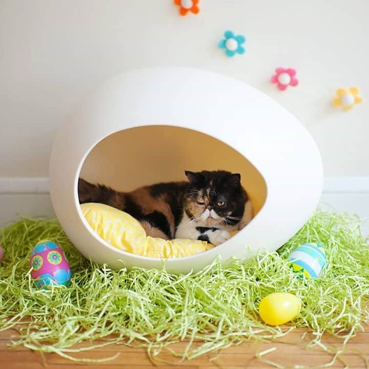 Pudgeさんのインスタグラム写真 - (PudgeInstagram)「Pudgey Easter from the Easter Pudgey! 🌼🐣💕 #pudgepod」4月22日 5時24分 - pudgethecat