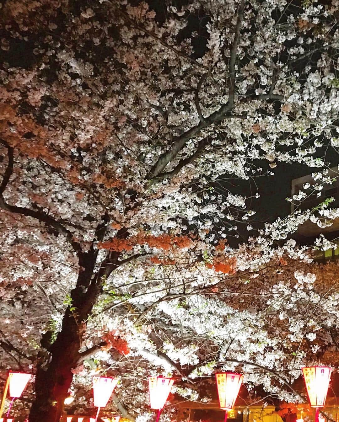 マシロンケーキさんのインスタグラム写真 - (マシロンケーキInstagram)「. 目黒川の夜桜見に行きました🌸 相変わらず綺麗で人が多いですね。 焼き鳥がぶつかりそうになりました← 皆さんは桜見に行きましたか？🤗 #夜桜#目黒川#綺麗でした#元ホスト#美容#整形#中性#メイク#コスメ#ファッション#fashion #ootd#follow#followme #ootd#me#自撮り#youtuber #マシロンケーキ」4月22日 3時55分 - mashiron_cake