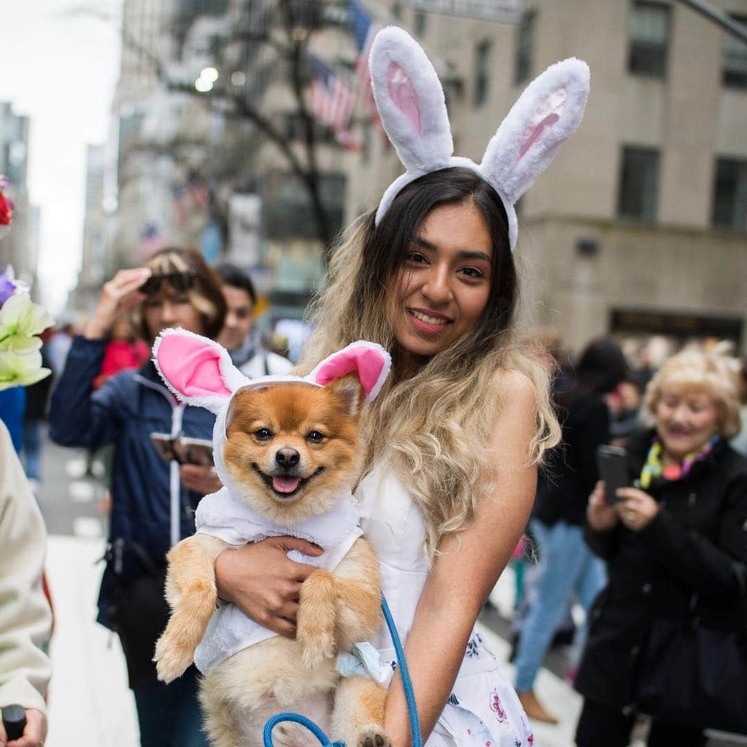 The Dogistさんのインスタグラム写真 - (The DogistInstagram)「Harley & Cruz, Thor, Fendi, Diamond, Lexie, & Georgia - French Bulldogs, Pomeranians, & Yorkshire Terriers, NYC Easter Parade, New York, NY • Happy Easter! 🐰💐」4月22日 4時21分 - thedogist