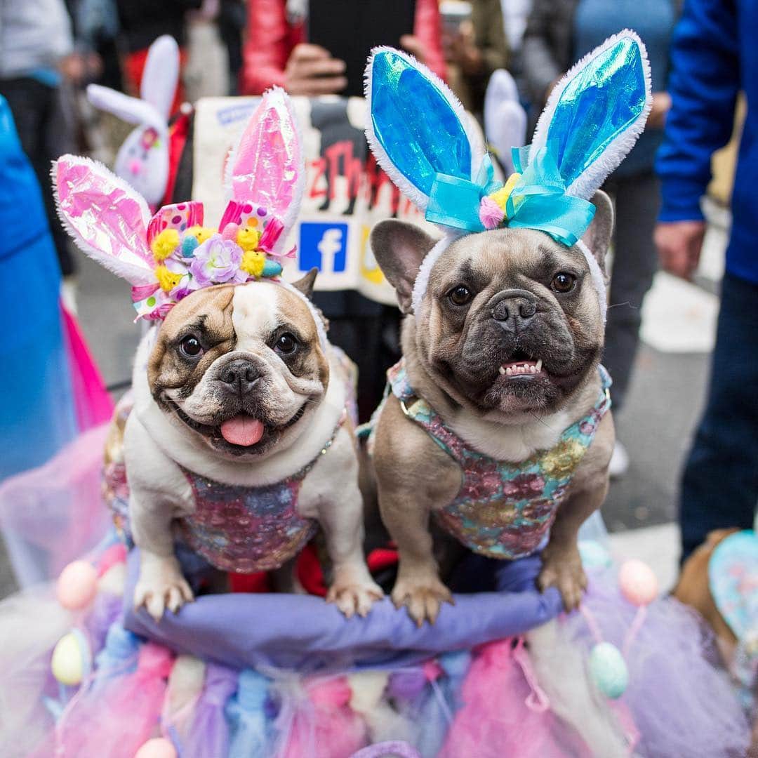 The Dogistさんのインスタグラム写真 - (The DogistInstagram)「Harley & Cruz, Thor, Fendi, Diamond, Lexie, & Georgia - French Bulldogs, Pomeranians, & Yorkshire Terriers, NYC Easter Parade, New York, NY • Happy Easter! 🐰💐」4月22日 4時21分 - thedogist