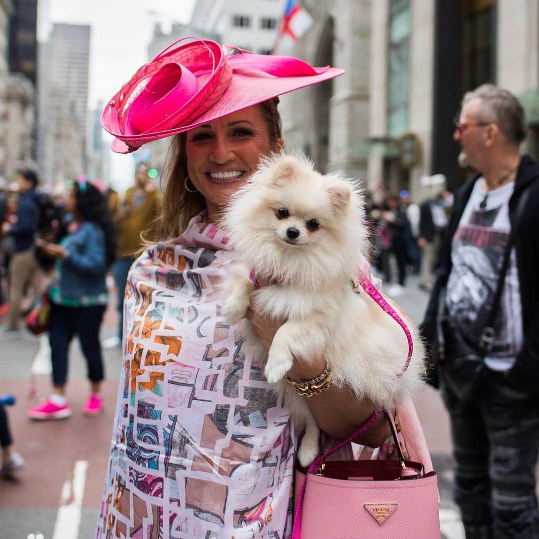 The Dogistさんのインスタグラム写真 - (The DogistInstagram)「Harley & Cruz, Thor, Fendi, Diamond, Lexie, & Georgia - French Bulldogs, Pomeranians, & Yorkshire Terriers, NYC Easter Parade, New York, NY • Happy Easter! 🐰💐」4月22日 4時21分 - thedogist