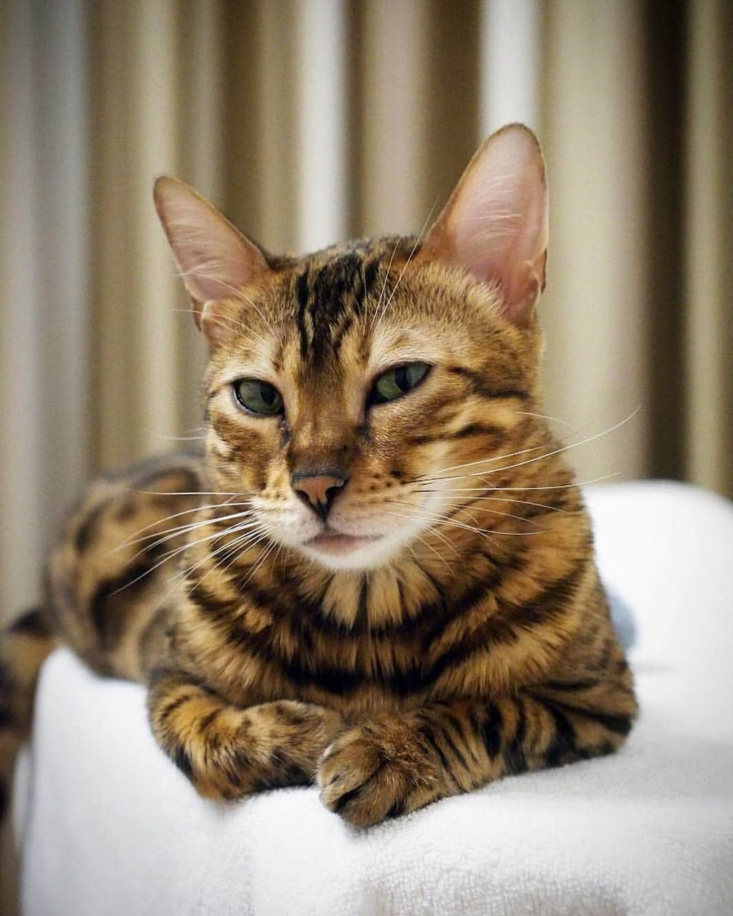 Celeb Bengal Cat · Simbaのインスタグラム：「Who will give me a massage? 😇 #cat #beautiful #bengal」