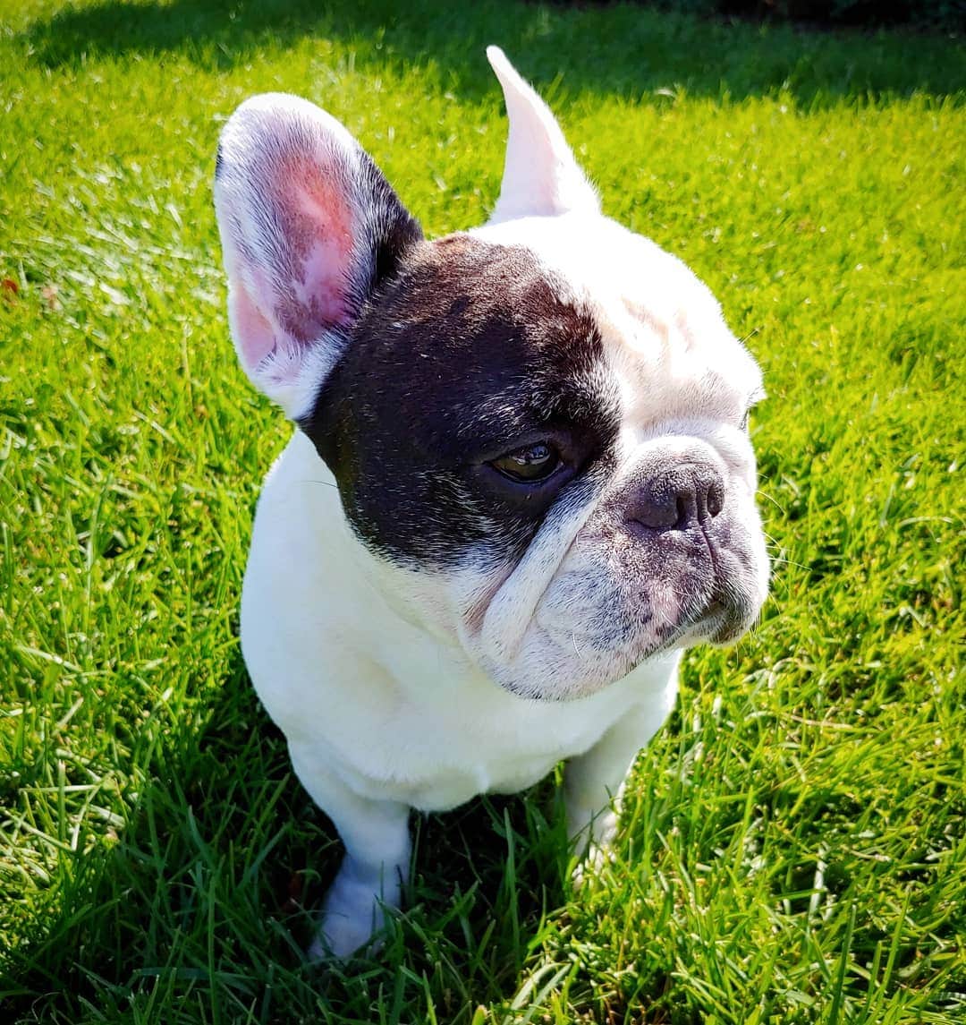 Manny The Frenchieのインスタグラム：「Forgot my rabbit ears, but its ok cuz I already look like a bunny! 😀🐇 #HappyEaster」