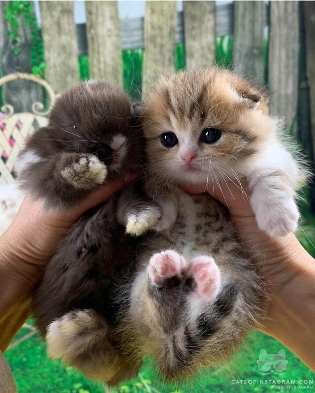 Cats of Instagramさんのインスタグラム写真 - (Cats of InstagramInstagram)「From @fluffy_nerfs: “🐰What-ya doing for #Easter?🐣” #catsofinstagram」4月22日 5時08分 - cats_of_instagram