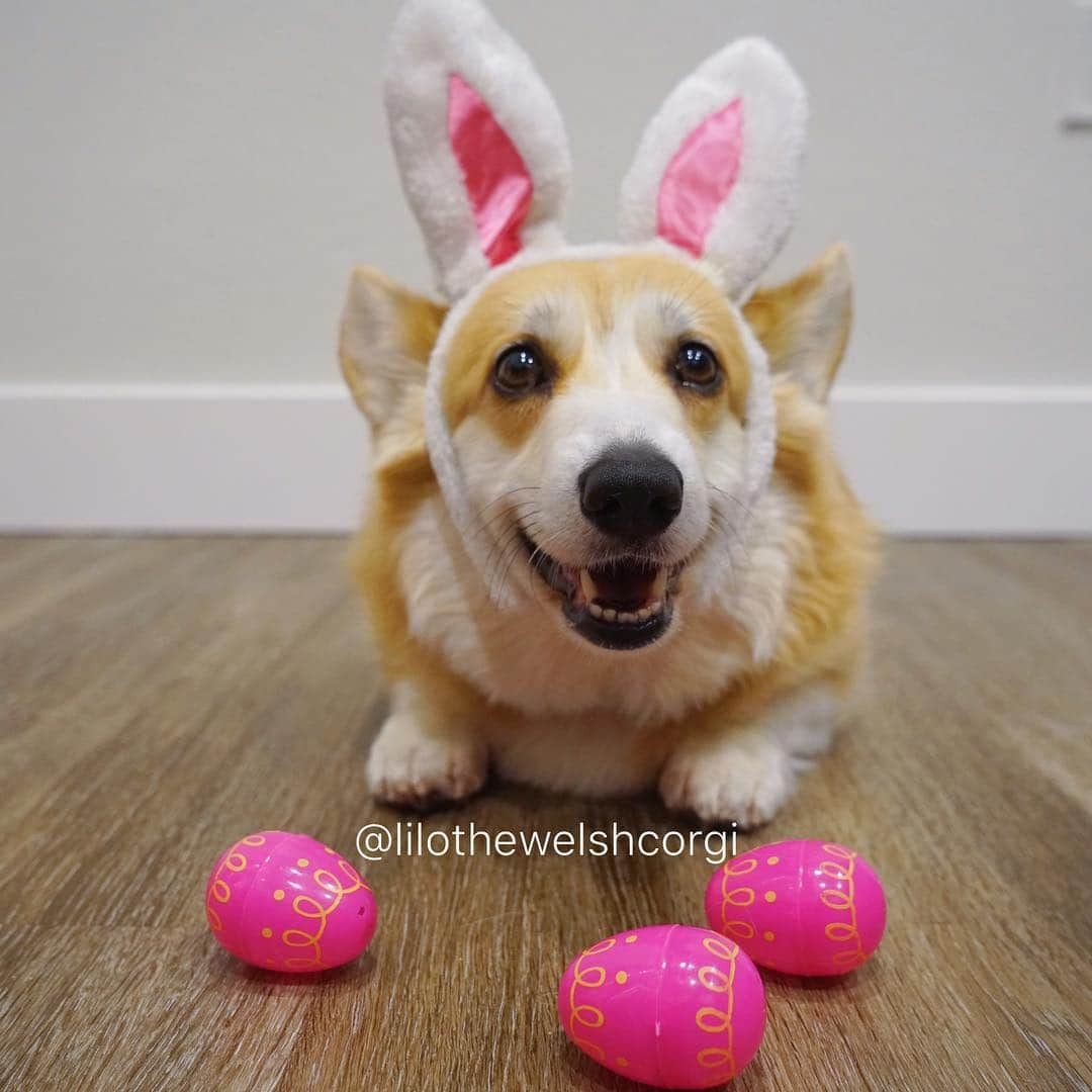 Liloさんのインスタグラム写真 - (LiloInstagram)「Who’s ready for the Easter corgi woof? Happy Easter everypawdy woof!🐰」4月22日 5時17分 - lilothewelshcorgi