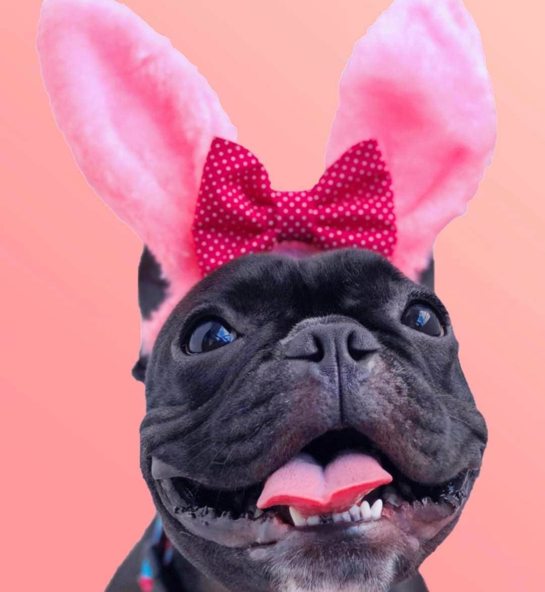 French Bulldogさんのインスタグラム写真 - (French BulldogInstagram)「Feliz Páscoa💗 Happy Easter!💗🐣 @melissasuque . . . . . #frenchie #frenchbulldog #buhi #frenchielove#frenchbulldogsofinstagram #frenchiesofinstagram#frenchbulldoglovers #frenchbulldoglife #dailyfrenchie#bullieslife #dog #puppy #instagood #dogs_of_instagram#pet #animals #petsagram #photooftheday#dogsofinstagram #instagramdogs #dogstagram#dogoftheday #adorable #doglover #instapuppy #instadog#buzzfeed #weeklyfluff」4月21日 20時19分 - frenchie.world