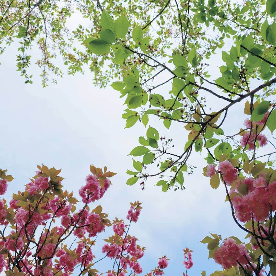 CHIHARUさんのインスタグラム写真 - (CHIHARUInstagram)「春の終わりと夏の始まり。 見上げた空は心地よかった～っ♡♡♡」4月21日 20時27分 - 10090725c