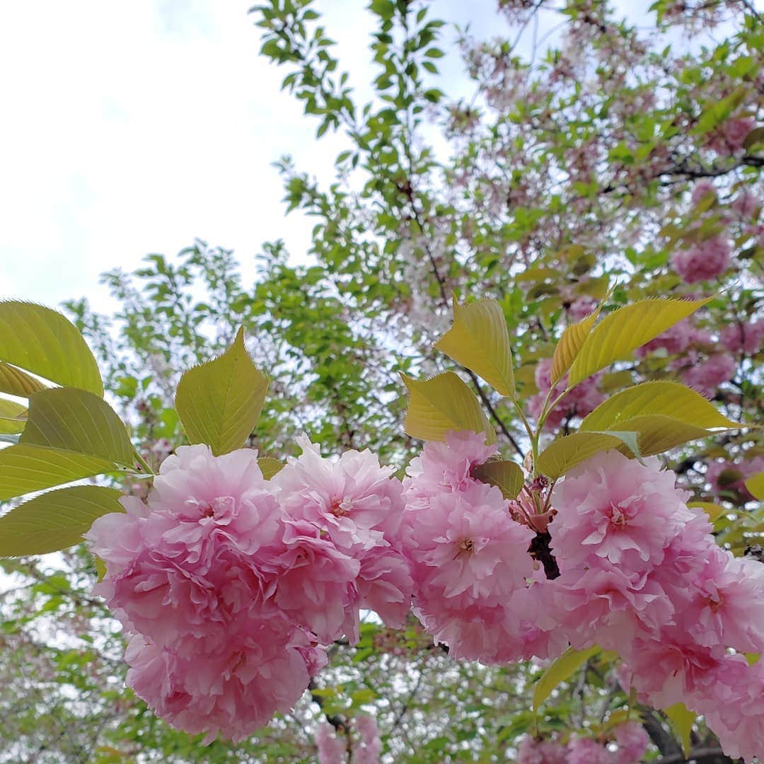 CHIHARUさんのインスタグラム写真 - (CHIHARUInstagram)「春の終わりと夏の始まり。 見上げた空は心地よかった～っ♡♡♡」4月21日 20時27分 - 10090725c