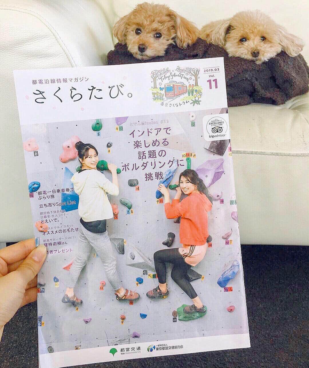 mikicoco00のインスタグラム：「* * さくらたび。 ボルダリングに挑戦してきました🧗‍♀️ 想像以上にキツかったけど笑 凄く楽しかった－!!! * 消費カロリーが高く、 シェイプアップ効果にも期待できるみたいです👏 私は特に腹筋にきました🙌 カラダ動かすのってやっぱ楽しい！！ * * * * #さくらたび#2019#3月 #ボルダリング#インドア #シェイプアップ#ダイエット#引き締め #腹筋女子 #東京さくらトラム  #荒川都電#撮影#表紙#model #都電沿線情報マガジン#都電荒川線」