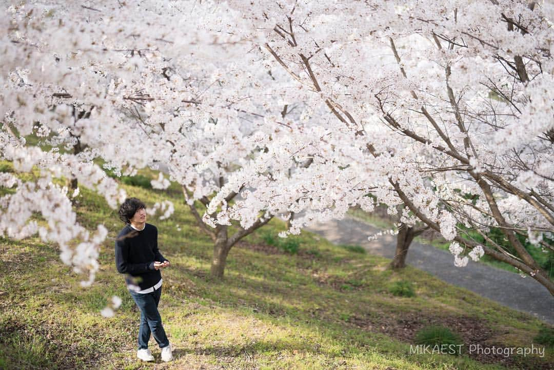 mikaestさんのインスタグラム写真 - (mikaestInstagram)「@yuumw64 🤴× sakura🌸 #ヒロシマの王子様 ここの桜のモコモコっぷりは どこの桜と比べてもNo. 1😊 . . ストーリーにも書きましたが、映画『キングダム』を見てきました🎥 いやぁ、めちゃくちゃ良い!!!壮大なスケールの映像や迫力ある戦闘シーンにひたすら釘付け😆脚本も良いので原作読んで無くても大丈夫🙆‍♀️そして、山崎賢人くん、吉沢亮くんをはじめとして、顔面偏差値の高いこと高いこと。長澤まさみが究極的に美しい😍豪華キャストですが、みんなキャラが立っていて魅入ります。 近いうちにもう一回見に行きます✌️ . #剣の練習をしたい⚔ #頭の中がキングダム #プログラムも写真集も買った #満島真之介の壁が良かった #どハマり中 . .」4月21日 20時28分 - mikaest