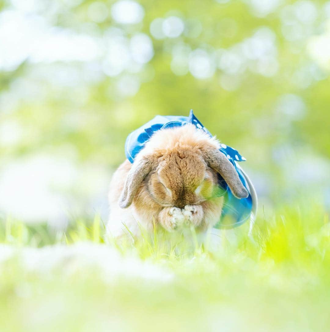usagraphさんのインスタグラム写真 - (usagraphInstagram)「たまにはひのまる。 まんまるまる。 ＊ ＊ ＊ #桜の時とほぼ一緒のポーズ #うさぎ #rabbit #bunny #ふわもこ部  #WeeklyFluff #igersjp  #instabunnies #tokyocameraclub #東京カメラ部  #bunnystagram  #今日もX日和  #うさぎ部 #ホーランドロップ #hollandlop  #アニマル写真部  #ファインダー越しの私の世界 #team_jp_西 #igers  #ig_japan」4月21日 20時37分 - usagraph