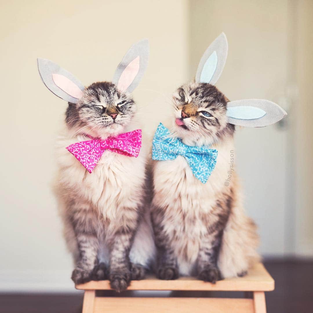 Holly Sissonさんのインスタグラム写真 - (Holly SissonInstagram)「Happy Easter from these funny bunnies! 🐰🐱😹 #cat #SiberianCat (See more of Alice, Finnegan, and Oliver, on @pitterpatterfurryfeet) ~ Canon 1D X + 50 f1.4 @ f2 See my bio for full camera equipment information plus info on how I process my images. 😊 ~ #pickmotion」4月21日 20時46分 - hollysisson