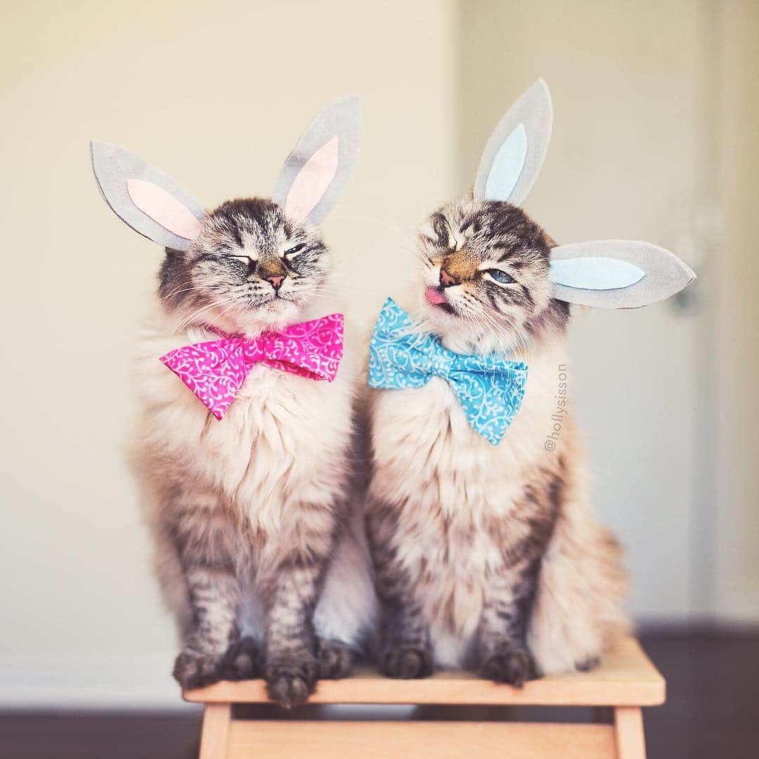 Holly Sissonのインスタグラム：「Happy Easter from these funny bunnies! 🐰🐱😹 #cat #SiberianCat (See more of Alice, Finnegan, and Oliver, on @pitterpatterfurryfeet) ~ Canon 1D X + 50 f1.4 @ f2 See my bio for full camera equipment information plus info on how I process my images. 😊 ~ #pickmotion」