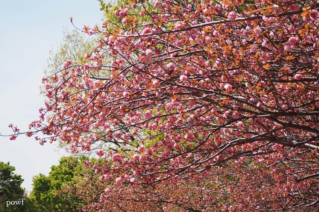 anemone_69さんのインスタグラム写真 - (anemone_69Instagram)「. 関山見ると、桜餅が食べたくなる。 . . #関山 #カンザン #八重桜 #sakura #サクラ #桜#cherryblossom . .」4月21日 20時48分 - powf