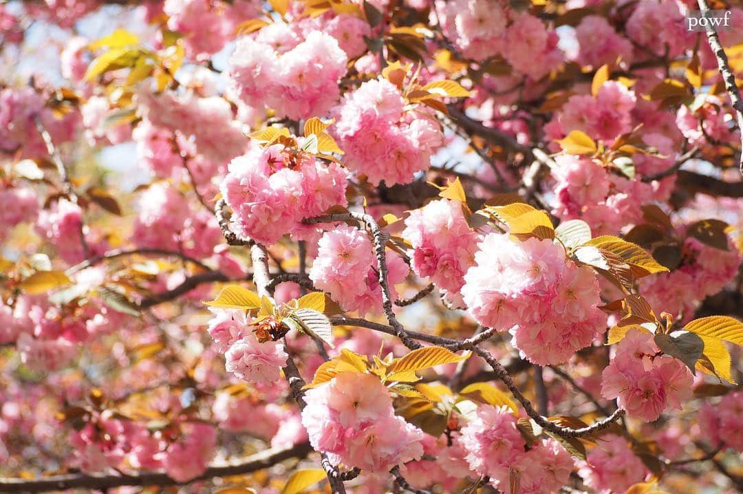 anemone_69さんのインスタグラム写真 - (anemone_69Instagram)「. 関山見ると、桜餅が食べたくなる。 . . #関山 #カンザン #八重桜 #sakura #サクラ #桜#cherryblossom . .」4月21日 20時48分 - powf