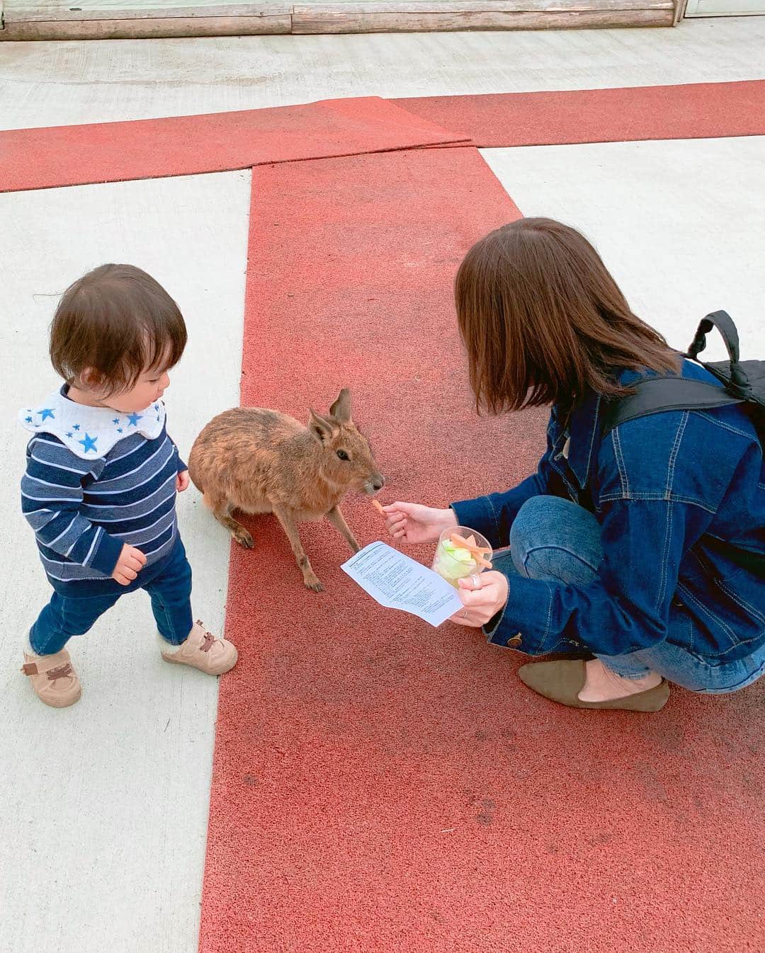 奥山絵里奈さんのインスタグラム写真 - (奥山絵里奈Instagram)「#熊本 では#阿蘇ファームランド へ！ カピバラ さんや色んな動物が放し飼いにしてあって餌をあげたり触れ合えるゾーンがありました！ 大人1人900円！  阿蘇ファームランドは色んな施設の集合体で1日楽しめると思って来たのですが、それぞれのゾーンの値段がかなり高いためあまり中に入る気になれずウロウロしてしまいました💦 施設自体は子供のアスレチックなどとても魅力的なものが多いのに、なんにせよ価格が🙀 あと平日というのもあったのか、人があまりいなくて寂しい雰囲気でした💦 価格帯をちょっと考えてくれたらなぁと思いながら帰りました🚗 あとラーメンを食べたのですが、メニューとスープの色が違ってびっくり😳ハプニングも笑  ホテルはドーム状になっててオシャレ！ 一度泊まってみたいな👀  #熊本観光 #熊本旅行 #阿蘇 #阿蘇観光 #子供とお出かけ #子連れ旅行 #九州旅行 #japantrip #japantravel #国内旅行 #旅行好きな人と繋がりたい #旅スタグラム #1歳5ヶ月 #カピバラ #家計に厳しい 私」4月21日 20時49分 - erinaokuyama