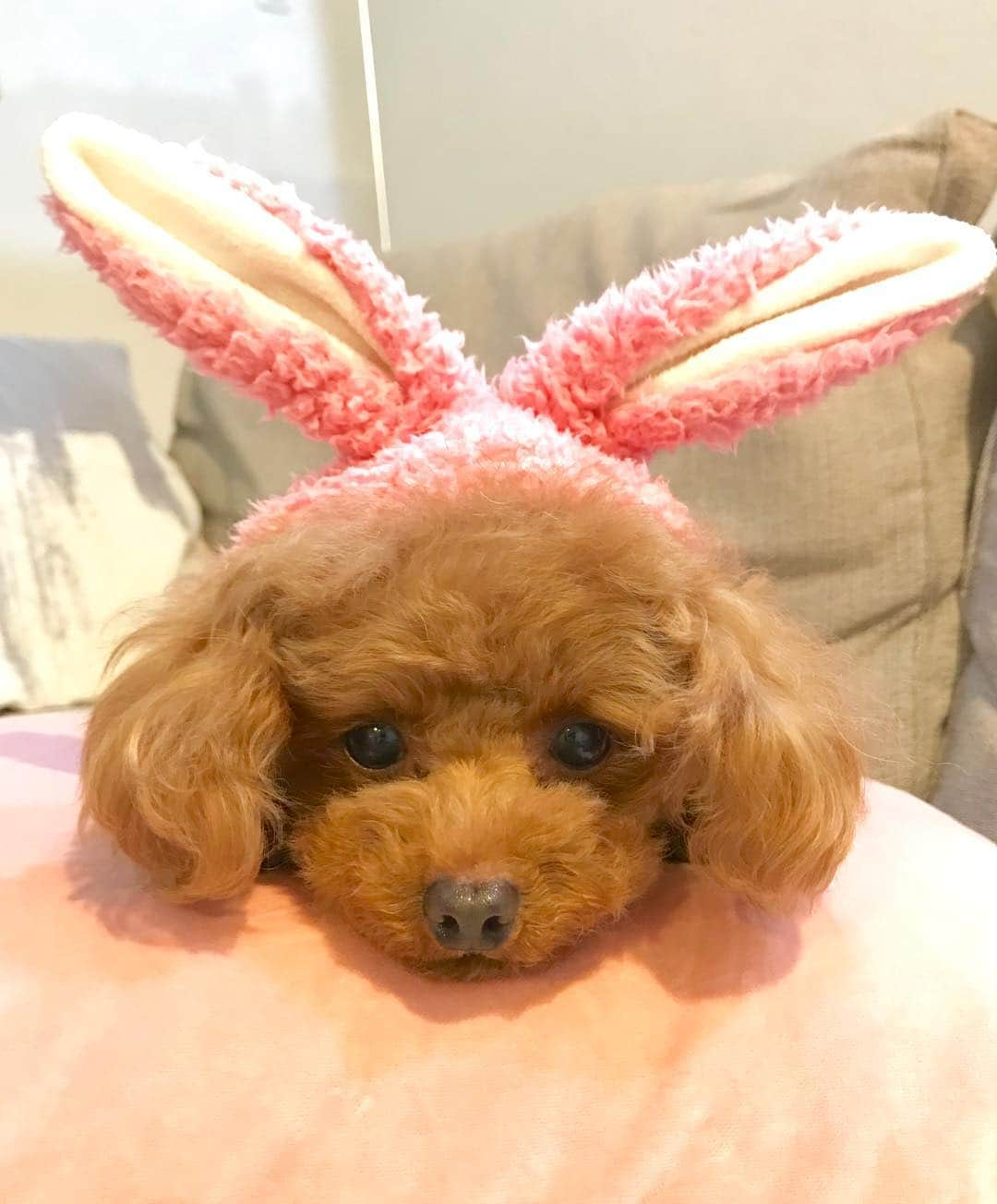 toshiyaotsuboさんのインスタグラム写真 - (toshiyaotsuboInstagram)「イースター🐶🐰☺️ ベタにやってみました😂 #プードル#トイプードル#ティーカッププードル#犬#poodle#teacuppoodle#toypoodle#dog#dogstagram#instadog#푸들#caniche#Pudel#貴婦狗#animalsco」4月21日 21時02分 - toshiyaotsubo