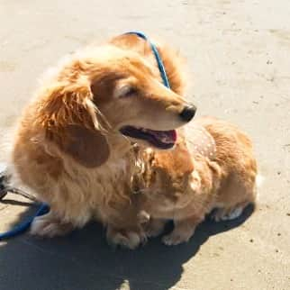 Chieko Shibutaさんのインスタグラム写真 - (Chieko ShibutaInstagram)「たろー🐶＆うじゃこ🐰地方☀️ あさんぽ🌊 たろー！ 暑いです😵  日陰がないから たろーに ピッタンコ！ 避難💦🐰✨ 💕✨🐶🍀🐰✨💕 #dachshund #dachshunds #dachshundlove #dog #dogs #doglove #instadog #instagram #instagood #pet #pets #petsagram #cute #cutepe #cutepet #cutedog #cuteanimals #likes #09076999576 happy #smile #rabbit #ラビット #ミニュチュア #ミニュチュアダックス  #ミニュチュアダックスフント #うさぎ部 #うさぎ #ダックス #ダックスフンドロングヘアー#ねざーらんどどわーふ」4月21日 21時06分 - chieko.81