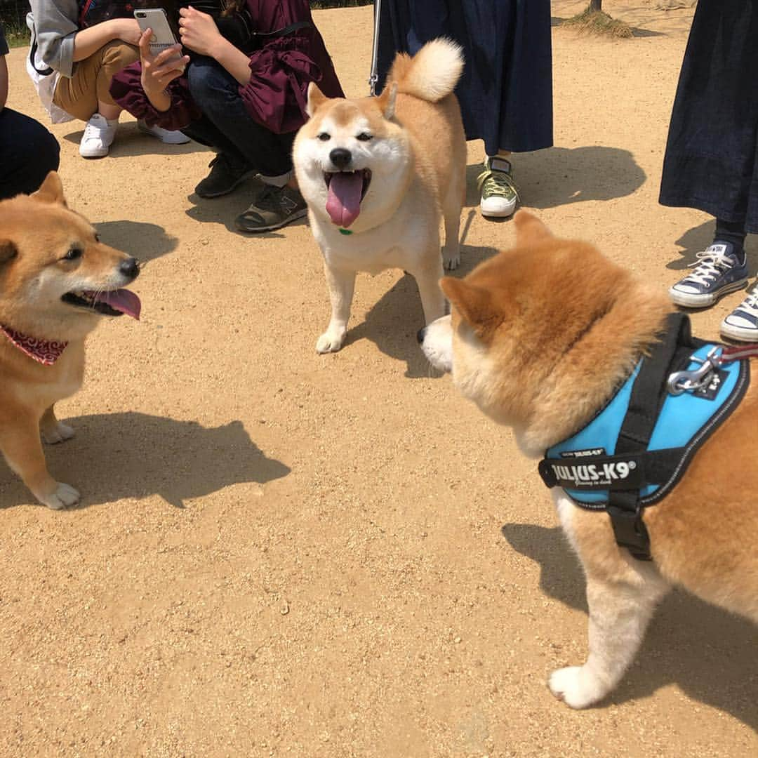 豆助左衛門（まめすけざえもん）さんのインスタグラム写真 - (豆助左衛門（まめすけざえもん）Instagram)「🌸 🌸🌸🌸 第5回 とくしま 春のシバまつり 🌸🌸🌸 … This is the best party of all time たくさんの参加ありがとうございました😊 … 本当に本当にたくさん来ていただき感謝です✨ … 来てくれたお友達の写真を撮りましたが…撮れていないお友達はDMくださいね🌸🌸 … バタバタしてしまい お話しできなかったお友達ごめんなさい。 … 徳島も南は海陽町、西は池田🚙 また、大阪や愛媛など県外からもたくさん参加いただきました。 前回佐賀県から来てくれたフォロワーさんは今回京都伏見からきてくれました。 …  本当に本当にありがとうございました。 豆ママ感激しております。 参加してくれたお友達が いつでも見えるようにストーリーに入れました。 … またゆっくり見てね！ 次回は秋に🍁第6回柴まつり開催予定です。 … 本当にありがとうございました😊 …  豆助座衛門 ♡ 豆ママ … …………………………🖋 #徳島柴ちゃん会#マメスケざえもん#チーム俺様 #shiba#shibastagram #豆柴#shibainu #dog#日本#徳島#shiba_snap#🐕📷 #狗  #proudshibas #りんりん部#柴犬#시바견#一只狗#animalland #西巴犬 #サンデイ #anicas #今日のうちの子 #柴犬ライフモデル応募 #ここ柴部」4月21日 21時16分 - mamesukezaemon