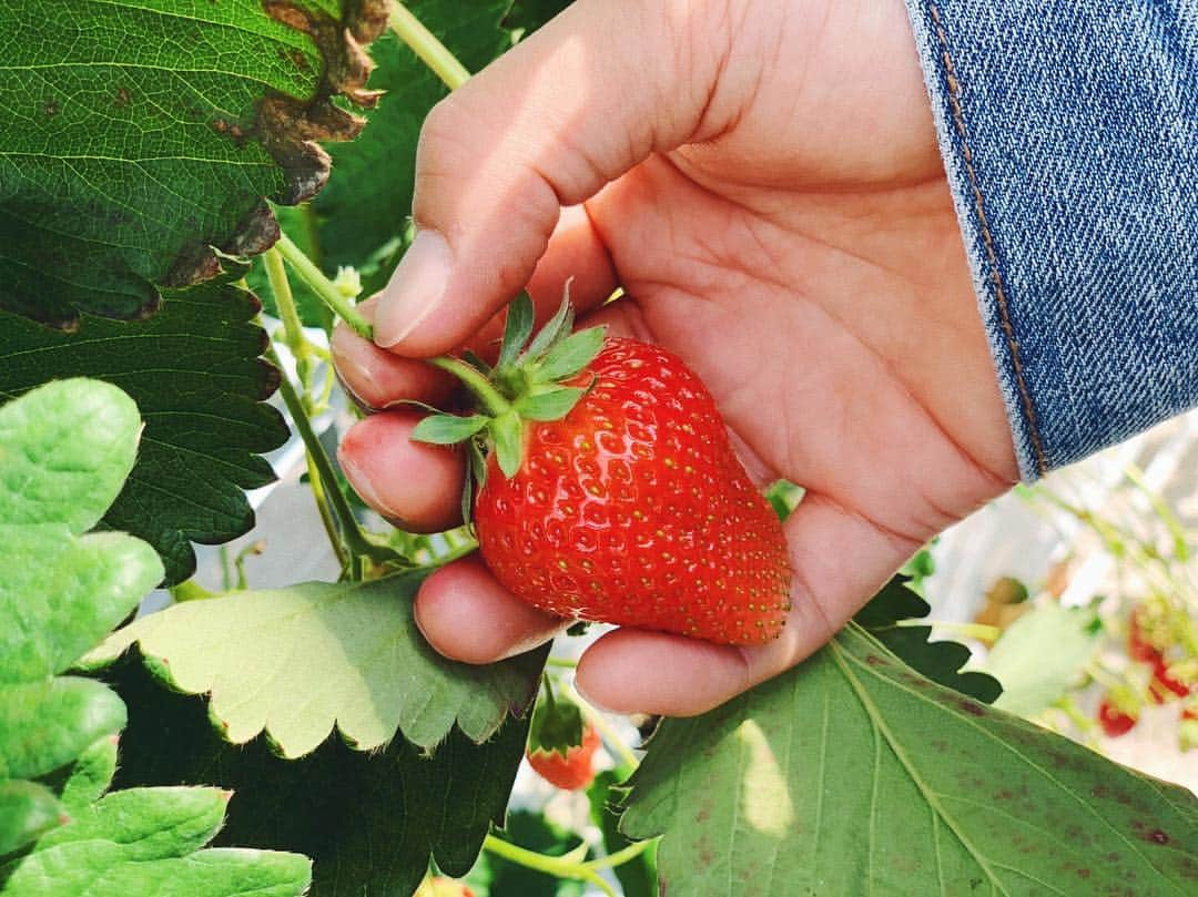 薮田和樹のインスタグラム：「. 初いちご狩り🍓 #感想 #美味しい #トイレが近くなる」