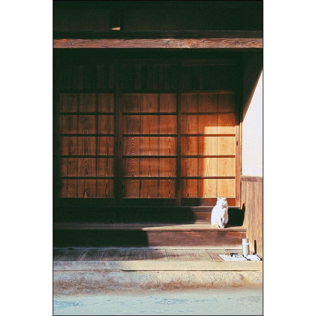 のインスタグラム：「🐈」