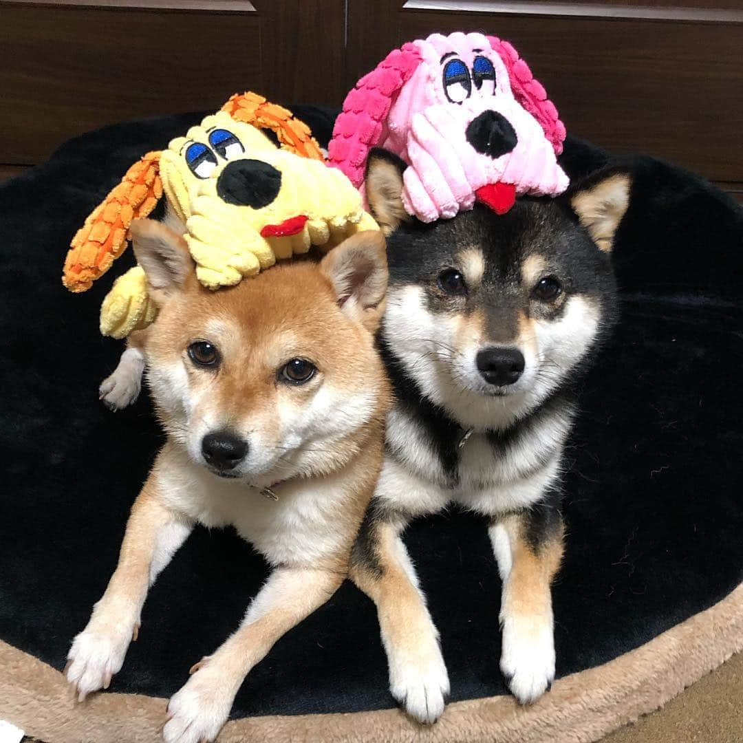 豆柴なつ&ふゆさんのインスタグラム写真 - (豆柴なつ&ふゆInstagram)「Doggy is piggybacking on Doggy😂😂 ワンコがワンコをおんぶ😂😂 ️ #おんぶ #piggyback #ワンコ#ぬいぐるみ #いぬすたぐらむ #doglife #柴犬ライフ#pecoいぬ部 #shiba_snap #toy  #柴犬#shiba #shibainu #shibastagram #shibamania #pecoいぬ部 #豆柴 #shibainumag_feature #instafollow #おもちゃ #dogoftheday #instashiba #thedailyshibainu #🐕📷 #theshibasociety #mameshiba  #柴#proudshibas #cutepets #柴犬マニア」4月21日 21時36分 - mameshiba.natsuinu56