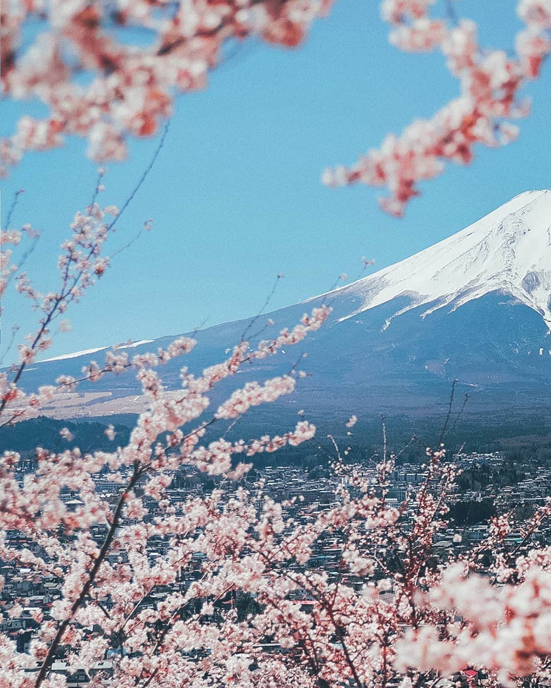 Berlin Tokyoさんのインスタグラム写真 - (Berlin TokyoInstagram)「🗻 The striking contrast between timeless and ephemeral beauty of nature offers a remarkable spectacle which can only be seen this time of the year. . . 📍 Mount-Fuji, #japan. . . #WHPplanetearth @instagram」4月21日 21時28分 - tokio_kid