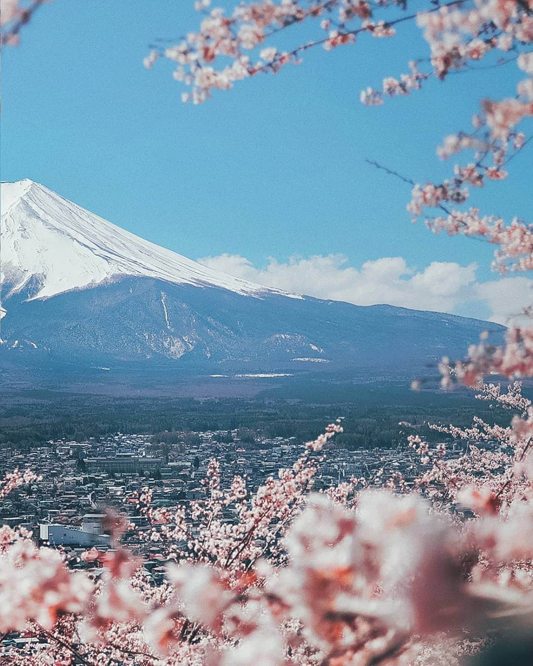 Berlin Tokyoさんのインスタグラム写真 - (Berlin TokyoInstagram)「🗻 The striking contrast between timeless and ephemeral beauty of nature offers a remarkable spectacle which can only be seen this time of the year. . . 📍 Mount-Fuji, #japan. . . #WHPplanetearth @instagram」4月21日 21時28分 - tokio_kid