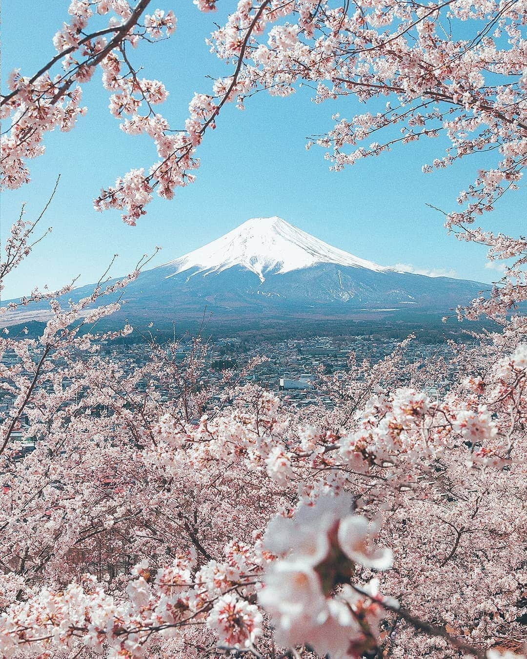 Berlin Tokyoさんのインスタグラム写真 - (Berlin TokyoInstagram)「🗻 The striking contrast between timeless and ephemeral beauty of nature offers a remarkable spectacle which can only be seen this time of the year. . . 📍 Mount-Fuji, #japan. . . #WHPplanetearth @instagram」4月21日 21時28分 - tokio_kid