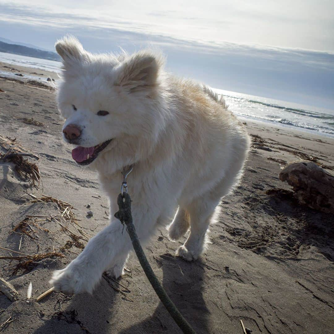 わさおさんのインスタグラム写真 - (わさおInstagram)「Beach in the spring. 久方の 光ぬくぬく 春の砂  #busakawa #longhair #longcoat #akitainu #dog #wasao #ぶさかわ #長毛 #秋田犬 #わさお #春の海散歩」4月21日 21時30分 - wasao_official