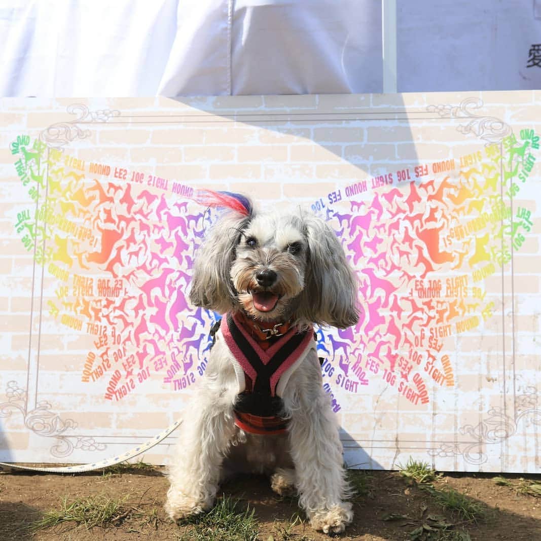 モラキジドッグさんのインスタグラム写真 - (モラキジドッグInstagram)「せっかく遊びに来てくれたのに商品がほぼ完売。せっかくなのでフォトスポットお写真。 ロープリごめんね🙇💦💦 髭犬には沢山持っていくよー☺️ #髭犬祭  #Mシュナ  #横浜ドッグウィーク  #横浜臨港パーク」4月21日 21時30分 - morakijidog