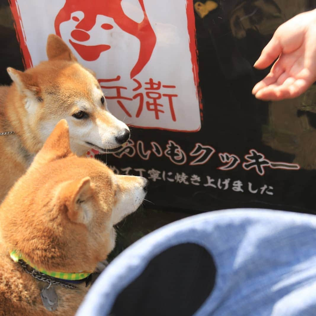 モラキジドッグのインスタグラム