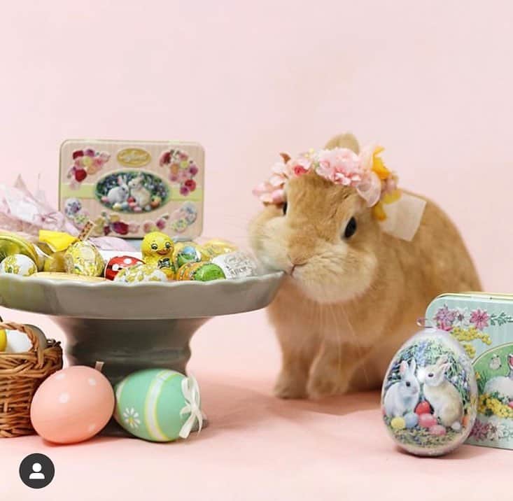 カファレルチョコレートのインスタグラム