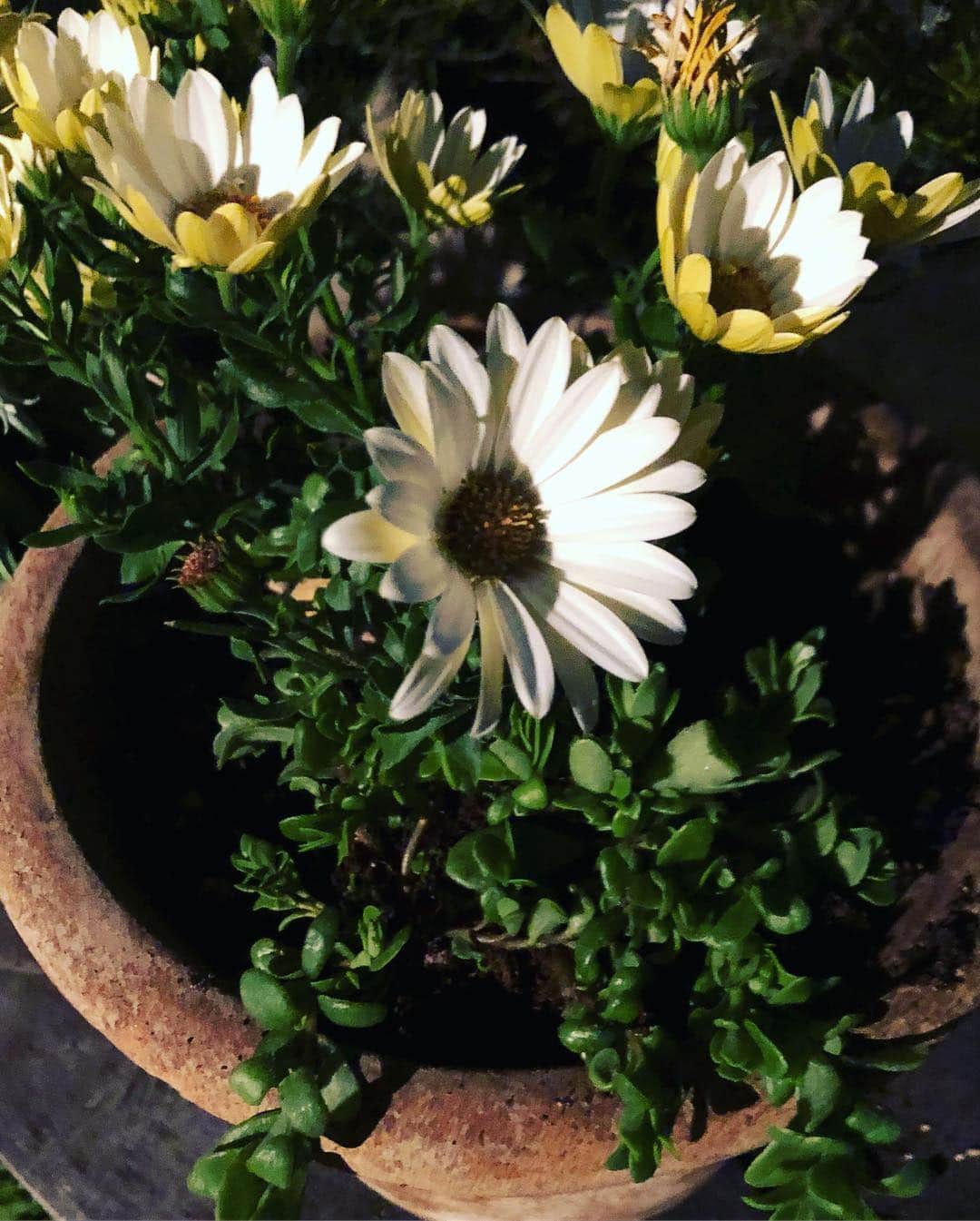 青木さやかさんのインスタグラム写真 - (青木さやかInstagram)「夜にせっせと夏野菜を植えました。たのしみです。 #夏野菜 #お花の寄せ植え #オザキフラワーパーク さん」4月21日 21時56分 - sayaka___aoki