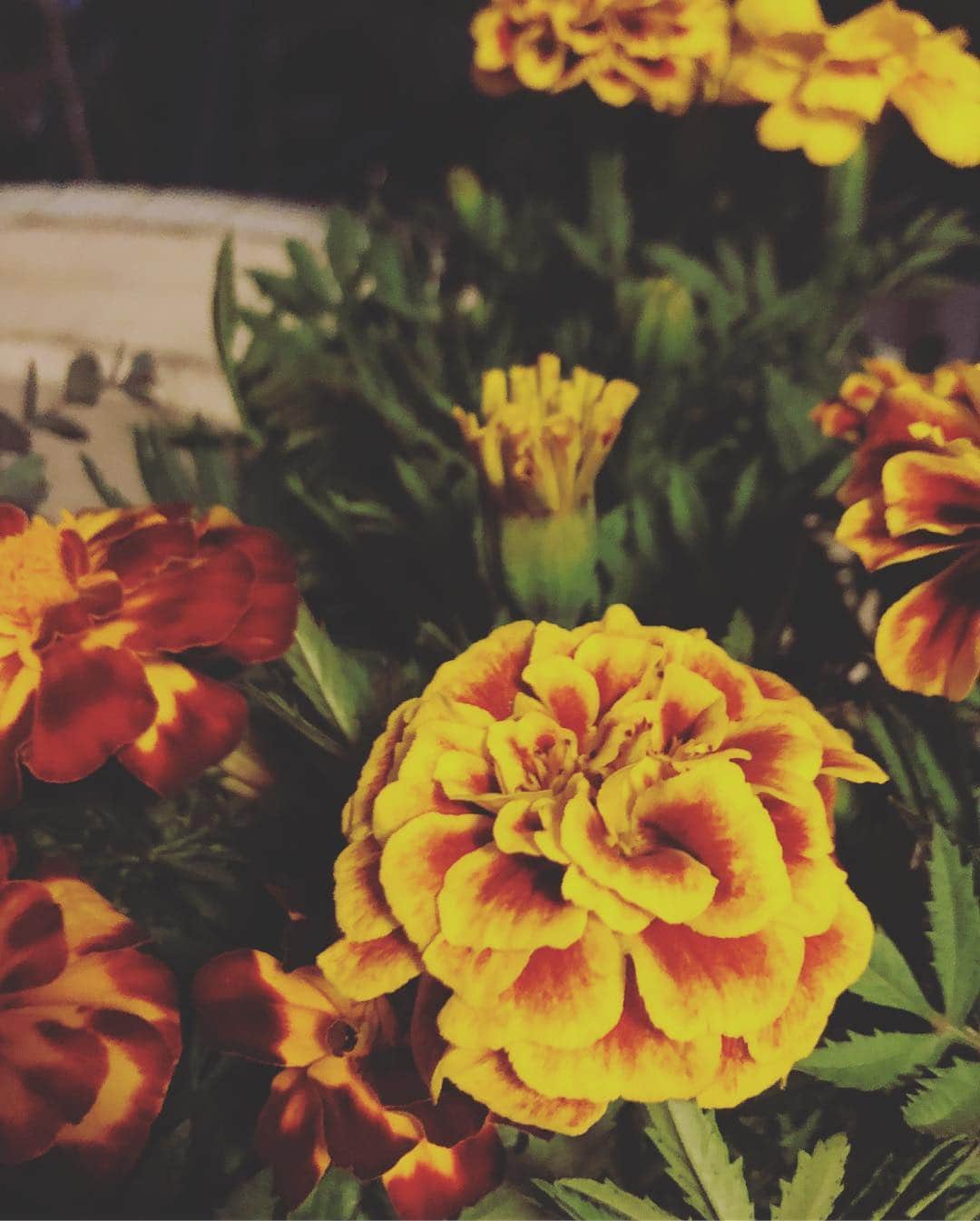 青木さやかさんのインスタグラム写真 - (青木さやかInstagram)「夜にせっせと夏野菜を植えました。たのしみです。 #夏野菜 #お花の寄せ植え #オザキフラワーパーク さん」4月21日 21時56分 - sayaka___aoki